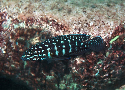 Julidochromis cf. marlieri 'Chikalakate'